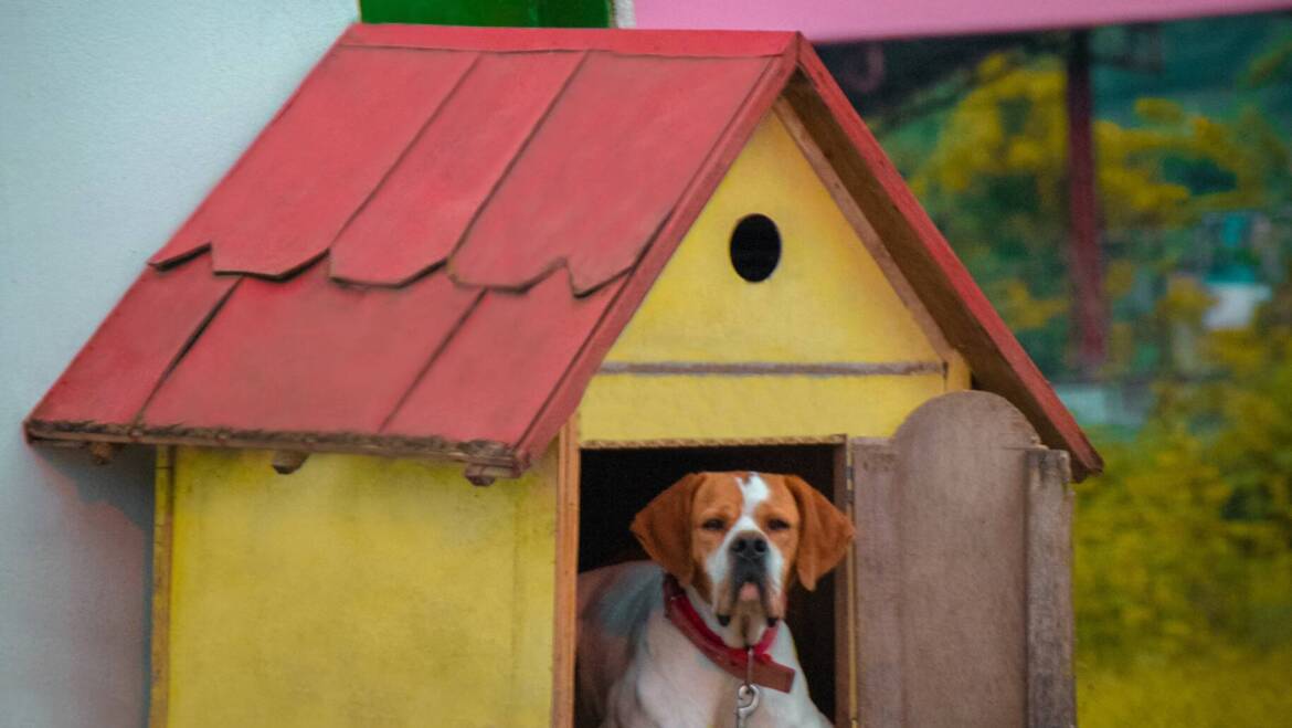 Things to Consider Before Buying a Pet House