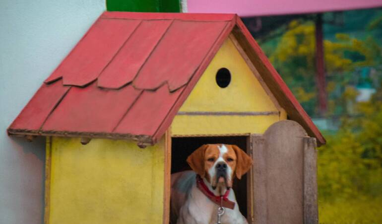 Things to Consider Before Buying a Pet House