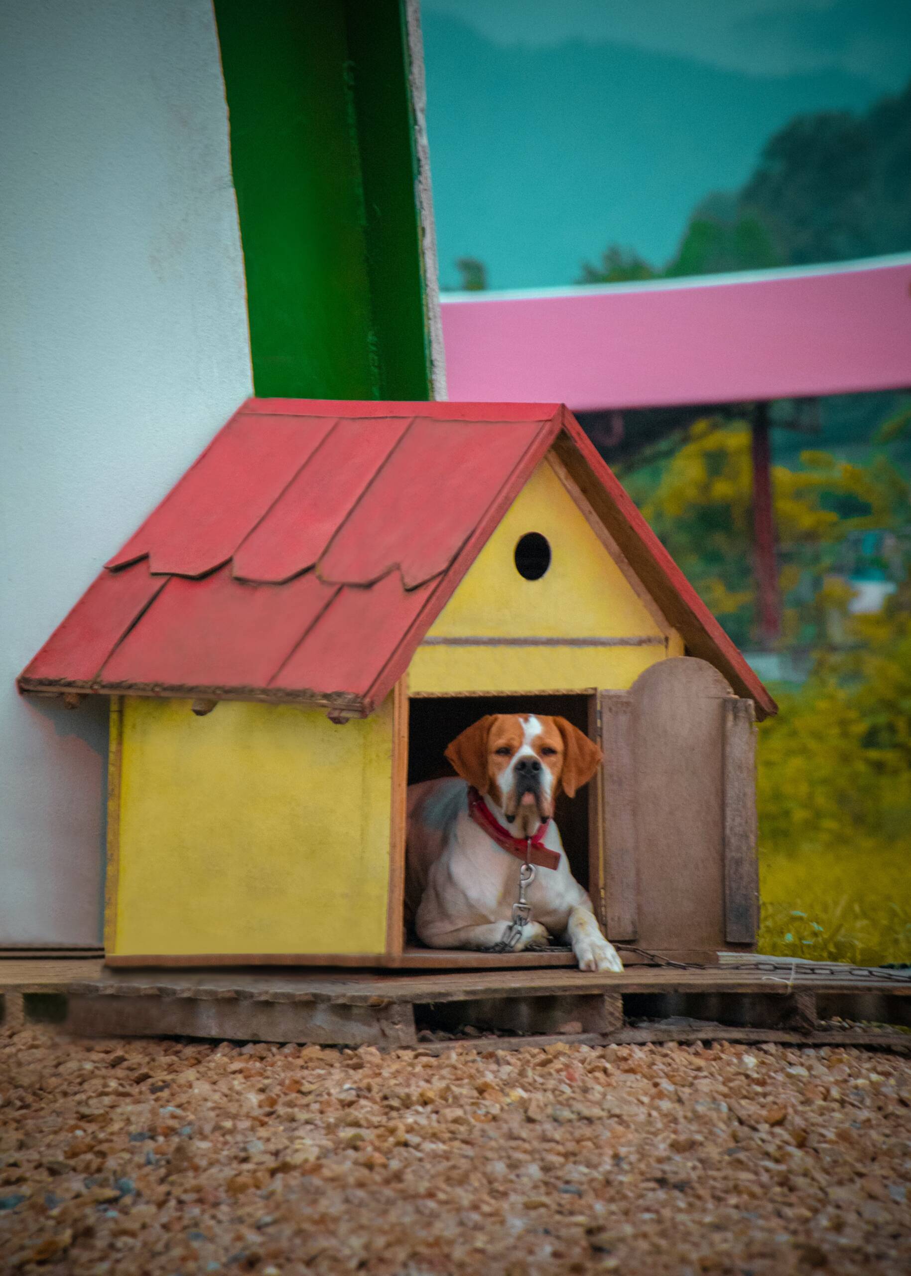 How To Make A Dog House With A Box