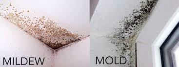 Overcoming Mold and Mildew: Tips for a Healthier Living Space